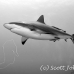 shark_reef_cac_roa_h_0048_uti4809_bw.jpg