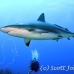 shark_reef_cac_roa_h_0049_uti4810.jpg