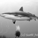 shark_reef_cac_roa_h_0049_uti4810_bw.jpg