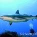 shark_reef_cac_roa_h_0050_uti4811.jpg