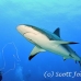 shark_reef_cac_roa_h_0057_uti4818.jpg