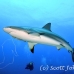 shark_reef_cac_roa_h_0058_uti4819.jpg