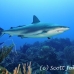 shark_reef_cac_roa_h_0067_uti4828.jpg