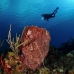 sponge_barrel_cp_roa_v_0380_uti4202.jpg