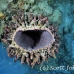 sponge_barrel_eg_roa_h_0242_uti4566.jpg