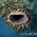 sponge_barrel_eg_roa_h_0246_uti4570.jpg