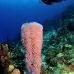 sponge_vase_azure_lhr_roa_v_0173_uti4945.jpg