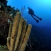 sponge_vase_branching_cp_roa_v_0302_uti4124.jpg