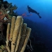 sponge_vase_branching_cp_roa_v_0325_uti4147.jpg