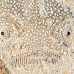 stargazer_southern_jnp_uti_h_0027_uti2898.jpg