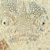 stargazer_southern_jnp_uti_h_0028_uti2899.jpg