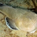 stargazer_southern_tp_uti_h_0054_uti2779.jpg