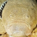stargazer_southern_tp_uti_h_0063_uti2788.jpg