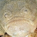 stargazer_southern_tp_uti_v_0090_uti2818.jpg