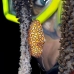 tongue_flamingo_cp_roa_v_0095_uti1735.jpg