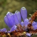 tunicate_bluebell_gwu_uti_h_0074_uti3070.jpg