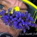 tunicate_bluebell_gwu_uti_h_0084_uti3080.jpg