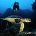 turtle_hawksbill_eg_roa_h_0201_uti4517.jpg