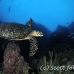 turtle_hawksbill_eg_roa_h_0214_uti4530.jpg