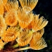 worm_duster_feather_social_cp_roa_v_0196_uti1838.jpg