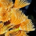 worm_duster_feather_social_cp_roa_v_0205_uti1847.jpg