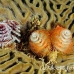 worm_tree_christmas_tp_uti_h_0006_uti2721.jpg