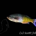 wrasse_creole_lhr_roa_h_0008_uti2599.jpg