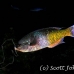 wrasse_creole_lhr_roa_h_0009_uti2600.jpg