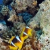 anemonefish_twoband_tob_v_0017_egy0026.jpg