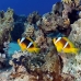 anemonefish_twoband_tob_v_0018_egy0027.jpg