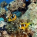 anemonefish_twoband_tob_v_0019_egy0031.jpg