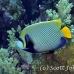 angelfish_emperor_elp_s_h_0012_egy0830.jpg