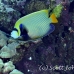 angelfish_emperor_elp_s_h_0013_egy0831.jpg