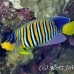 angelfish_regal_elp_n_h_0006_egy0734.jpg