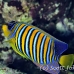 angelfish_regal_elp_n_h_0008_egy0736.jpg