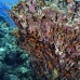 anthias_abu_k_v_0094_egy1060.jpg