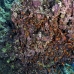 anthias_abu_k_v_0097_egy1063.jpg