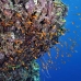 anthias_abu_k_v_0098_egy1064.jpg