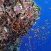 anthias_abu_k_v_0099_egy1065.jpg