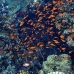 anthias_bro_b_v_0080_egy0178.jpg