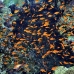 anthias_bro_b_v_0082_egy0180.jpg
