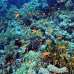 anthias_bro_b_v_0168_egy0262.jpg