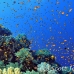 anthias_bro_l_n_h_0076_egy0504.jpg