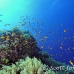 anthias_bro_l_n_h_0078_egy0506.jpg