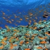 anthias_bro_l_n_h_0114_egy0550.jpg