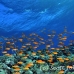 anthias_bro_l_n_h_0116_egy0552.jpg