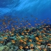 anthias_bro_l_n_h_0117_egy0553.jpg