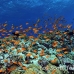 anthias_bro_l_n_h_0121_egy0557.jpg