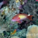 anthias_elp_n_h_0009_egy0741.jpg