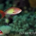 anthias_elp_n_h_0010_egy0743.jpg